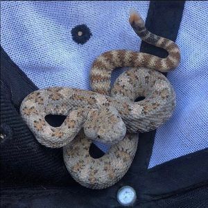 Meet your Posher, Mike